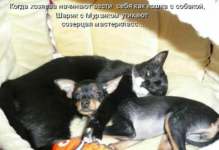 К Когдашяад начинаю Шарик Мур созарцая шг а с собакой