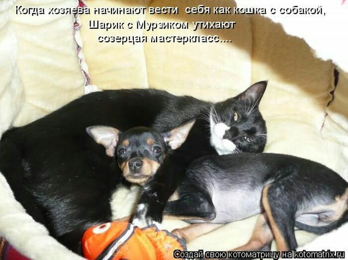 Когда 403 да начинают Шарик Мур