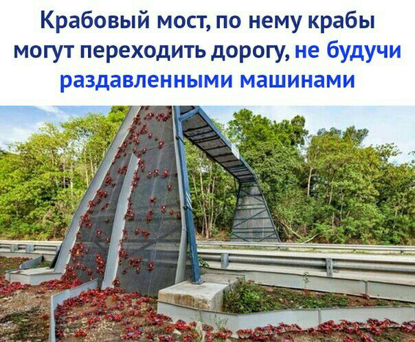 Крабовый мост по нему крабы могут переходить дорогу не будучи раздавленными машинами