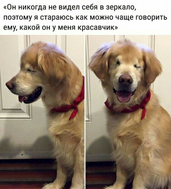 ОН никогда не видел себя В зеркало ПОЭТОМУ Я СТЭРЗЮСЬ как МОЖНО чаще ГОВОРИТЬ ЕМУ какой ОН у МЕНЯ Красавчик П