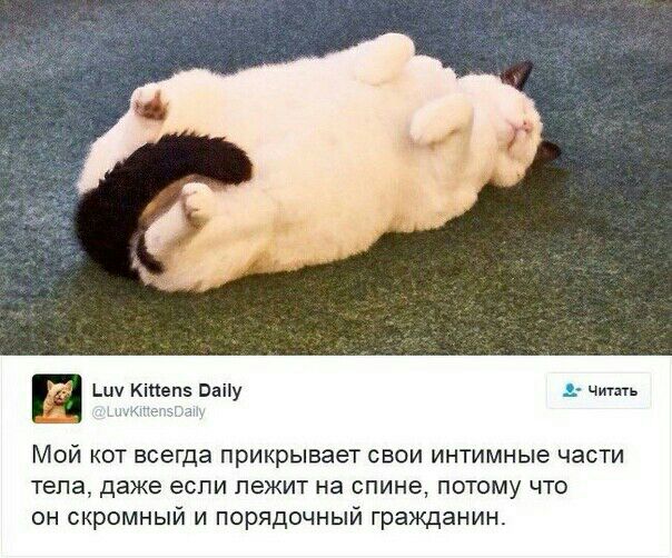 Кіпепэ Пану Мой кот всегда прикрывает свои интимные части тела даже если лежит на спине потому что он скромный и порядочный гражданин