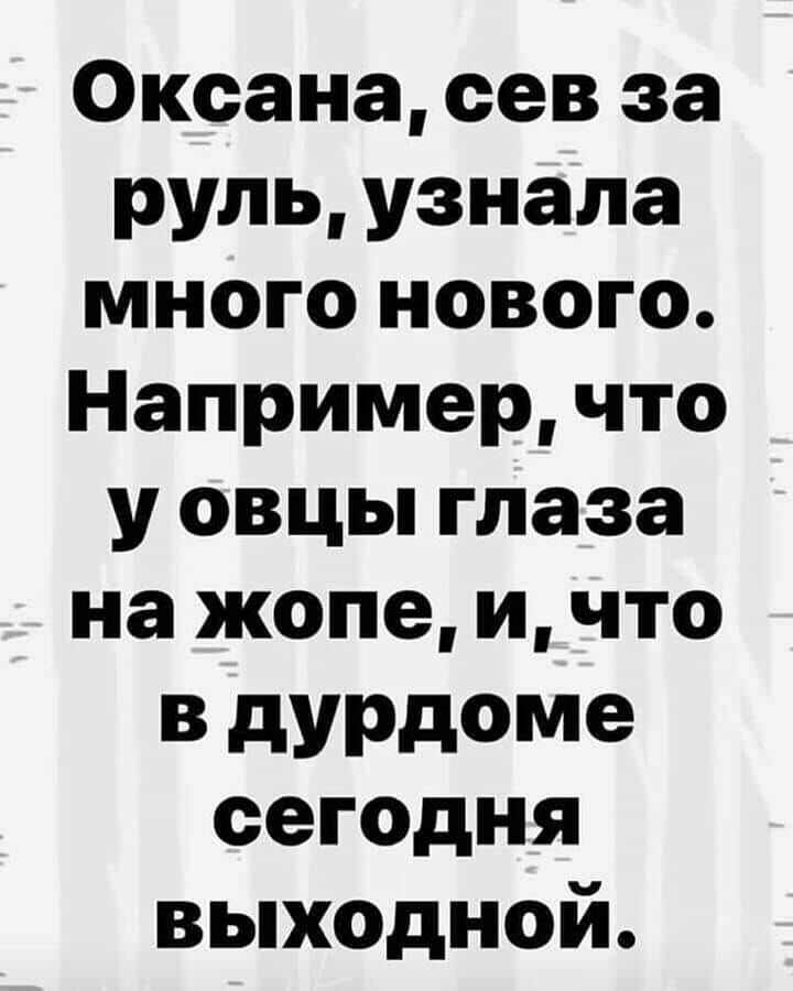 Оксана сев за руль узнала много нового Например что у овцы глаза на жопе и что В дУРдоме сегодня выходной