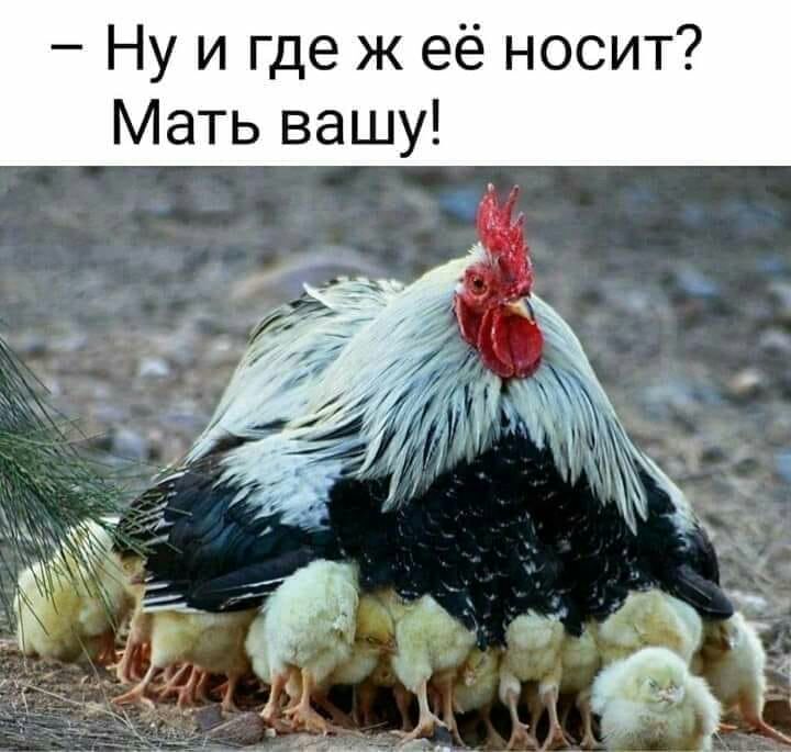 Ну и где ж её носит Мать вашу