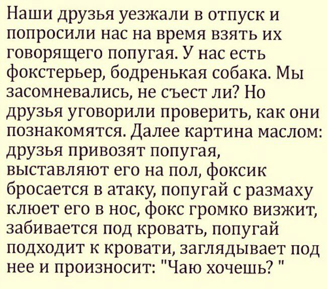 Наши друзья уезжали в отпуск и попросили нас на время взять их говорящего попугая У нас есть фокстерьер бодренькая собака Мы засомневались не съест ли Но друзья уговорили проверить как они познакомятся Далее картина маслом друзья привозят попугая выставляют его на пол фоксик бросается в атаку попугай с размаху клюет его в нос фокс громко визжит забивается под кровать попугай подходит к кровати заг