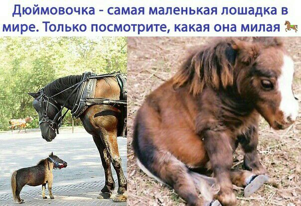 Дюймовочка самая маленькая лошадка в мире Только посм0грите какая она милая 9