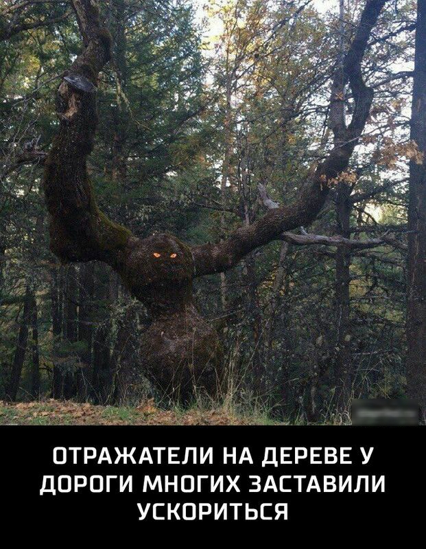 ЁЁ ОТРАЖАТЕЛИ НА ДЕРЕВЕ У ДОРОГИ МНПГИХ ЗАСТАВИЛИ УСКОРИТЬСЯ