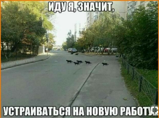 устраиваться ип новию мыш