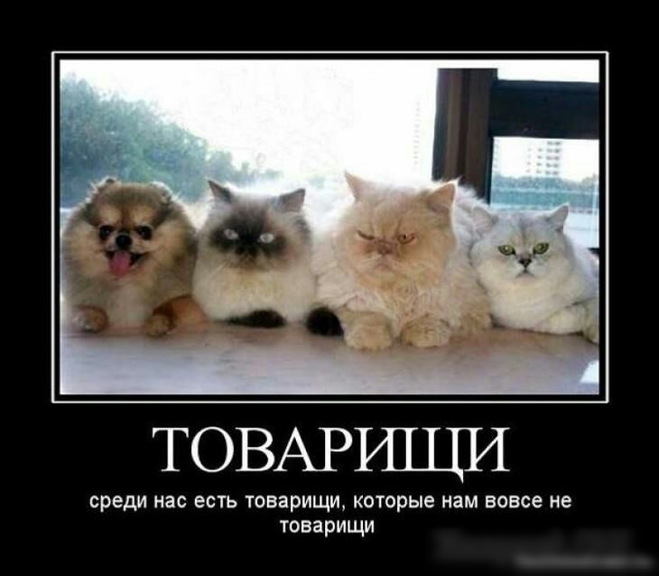 ТОВАРИЩИ среди нас есть товарищи которые нам вовсе не товарищи