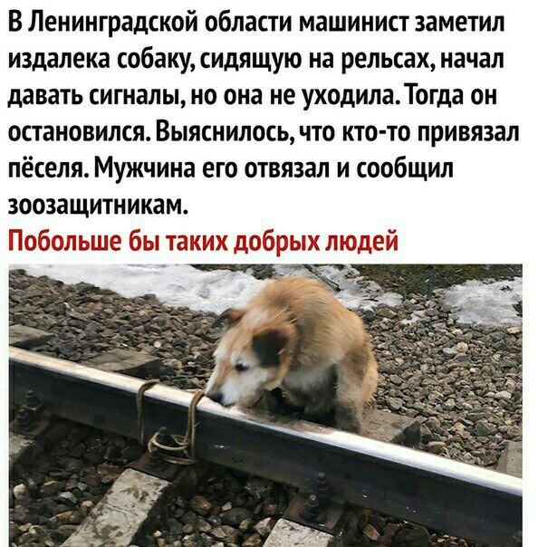 В Ленинградской области машинист заметил издалека собаку сидящую на рельсах начал давать сигналы но она не уходилаТогда он остановился Выяснилось что кто то привязал пёселя Мужчина его отвязал и сообщил