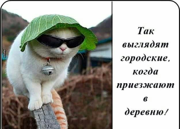 Так выглядят городские когда приезжают в деревню