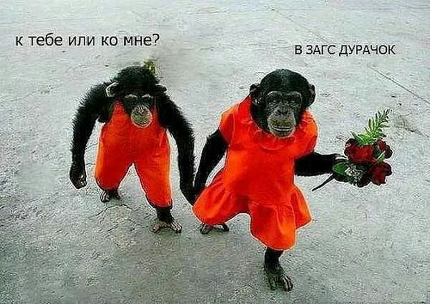 к тебе или ко мне В ЗАГС дУРАЧОК