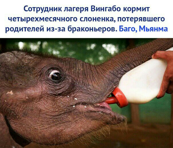 Сотрудник лагеря Вингабо кормит четырехмесячного слоненка потерявшего родителей из за браконьеров Баго Мьянма
