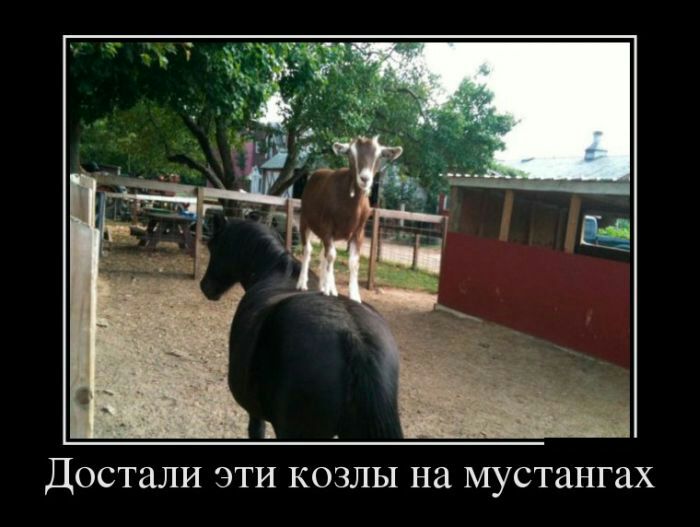 Достали ЭТИ КОЗЛЫ на мустангах