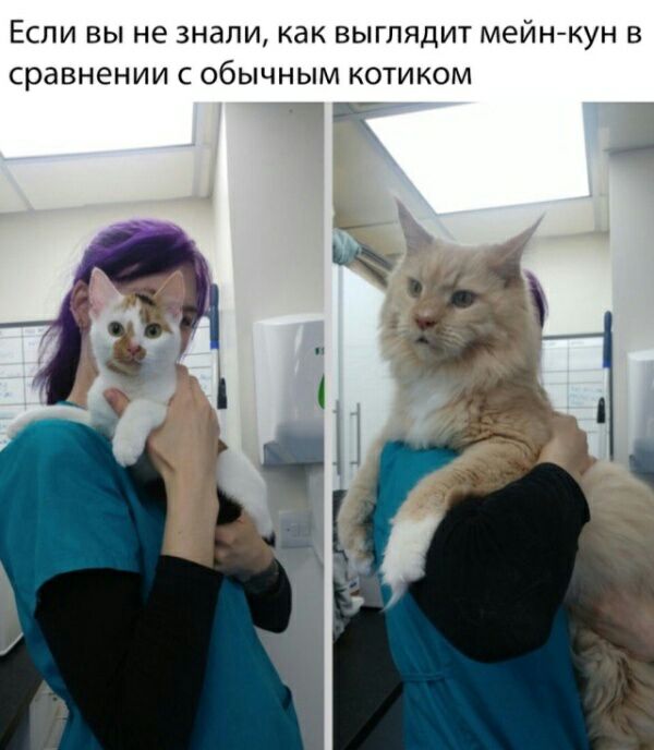 ЕСЛИ ВЫ не знали как ВЫГПЯДИТ МЭЙН КУН В сравнении С ОбЫЧНЫМ КОТИКОМ