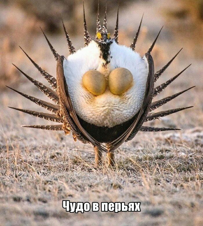 39 11 г ВЮЖГ