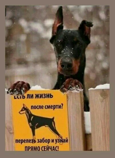 шыижизиь пошвшерти переда забор и 3 й ПРЯМО ЕЙЧШ
