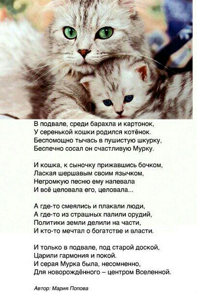 в подвале свели авиша и картинок у серенькой кошки родился катёнск Беспамощие шчаоь в пушистую шкурку Весла що сосал ои счастивую Мурку и квшка к сыночку прижавшись бочком дацан шершавым своим язычком Негромкую песню ему иалввала и вов целовала его цвлввала А гдето смеялись и плакали люди А где 70 из пышных пшлипи орудий Политики земли делили на части и Кюла мечтал Богатсгвв и власти и только в по
