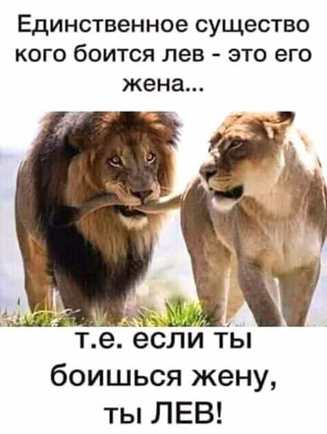 Единственное существо кого боится лев это его жена Г те еслиты боишься жену ты ЛЕВ