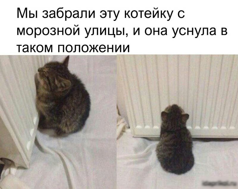 ы забрали эту котейку с морозной улицы и она уснула в таком положении