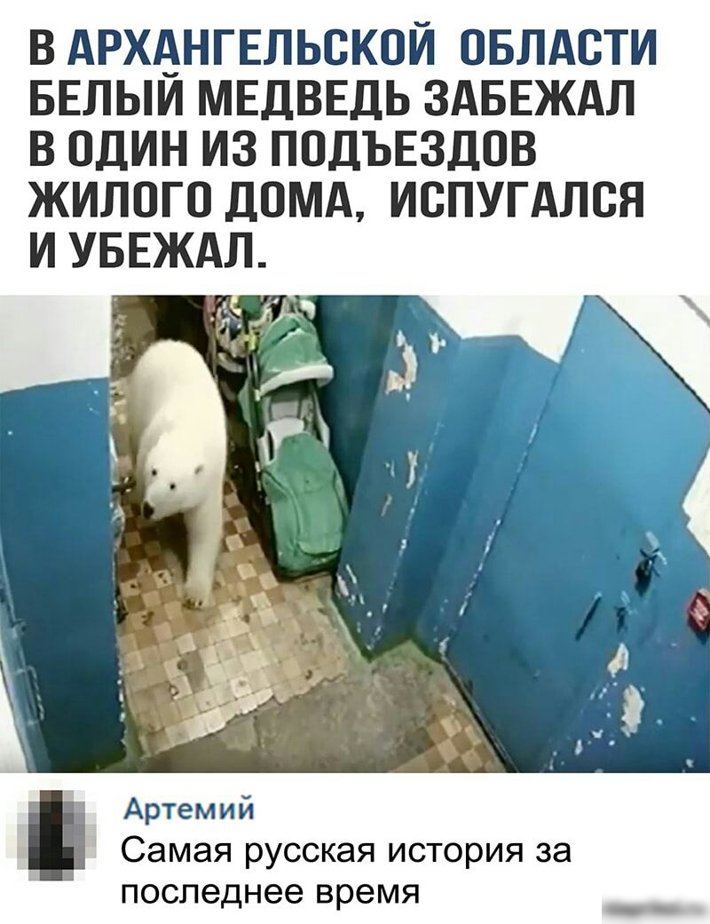 В АРХАНГЕЛЬСКОЙ ОБЛАСТИ БЕЛЫИ МЕДВЕДЬ ЗАБЕЖАЛ В ОДИН ИЗ ПОДЪЕЗДОВ ЖИЛОГО ДОМА ИОПУГАЛОН И УБЕЖАЛ Артемий Самая русская история за последнее время