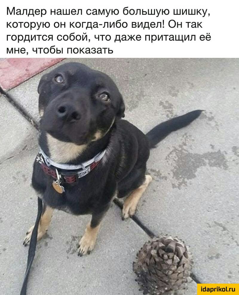 Малдер нашел самую большую шишку которую он когда либо видел Он так гордится собой что даже притащил её мне чтобы показать ігіаргіішыи