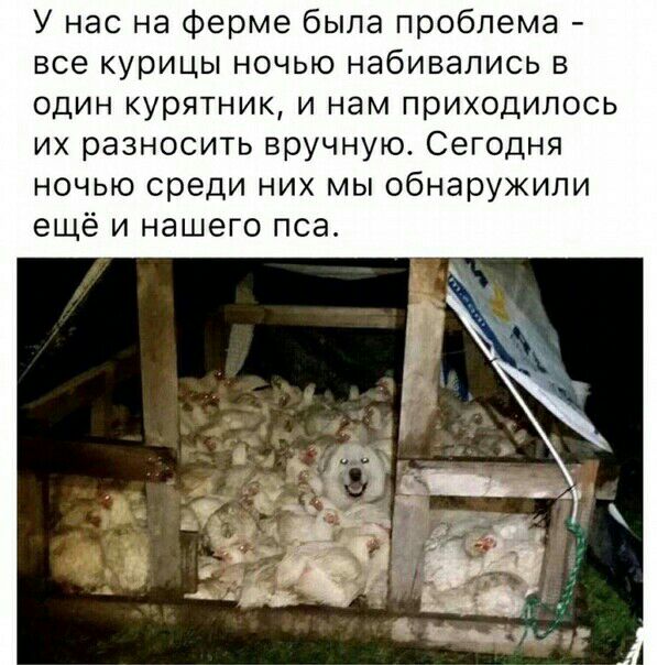 У нас на ферме была проблема все курицы ночью набивались в один курятник и нам приходилось их разносить вручную Сегодня ночью среди них мы обнаружили ещё и нашего пса