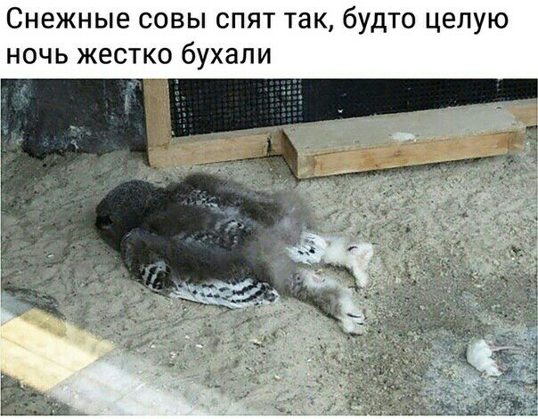 СНЕЖНЫЕ СОВЫ СПЯТ так бУдТО ЦЕЛУЮ НОЧЬ ЖЭСТКО бУХЭЛИ