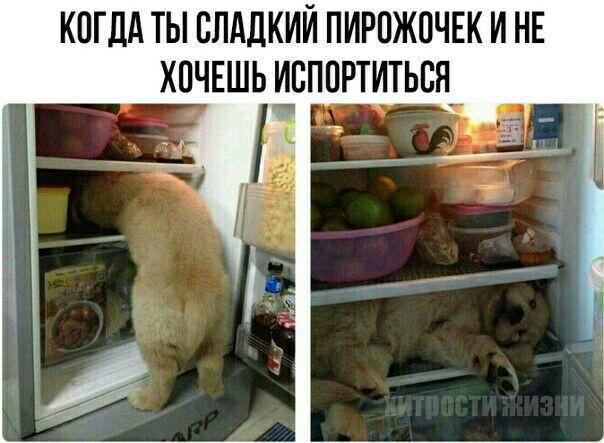 КИГЛА ТЫ СЛАДКИЙ ПИРИЖИЧЕК И НЕ ХИЧЕШЬ ИБПИРТИТЬВЯ