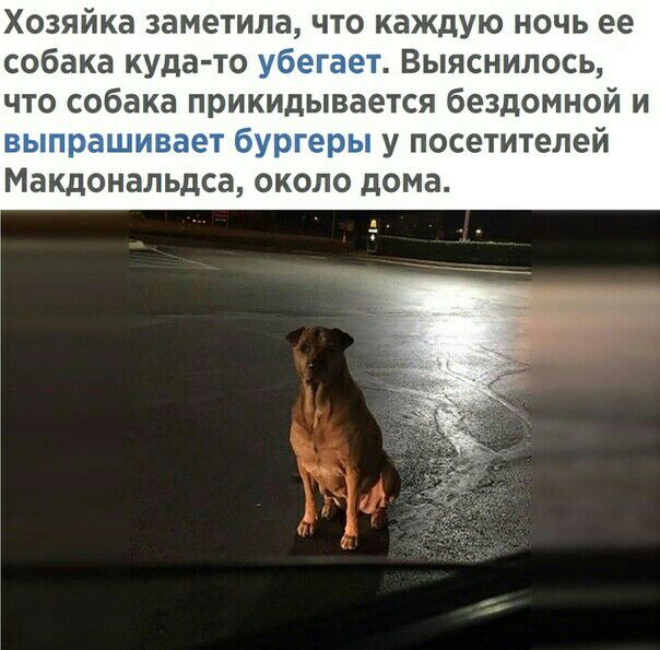 Хозяйка заметила что каждую ночь ее собака куда то Выяснилось что собака прикидывается бездомной и у посетителей Макдональдсе около дома