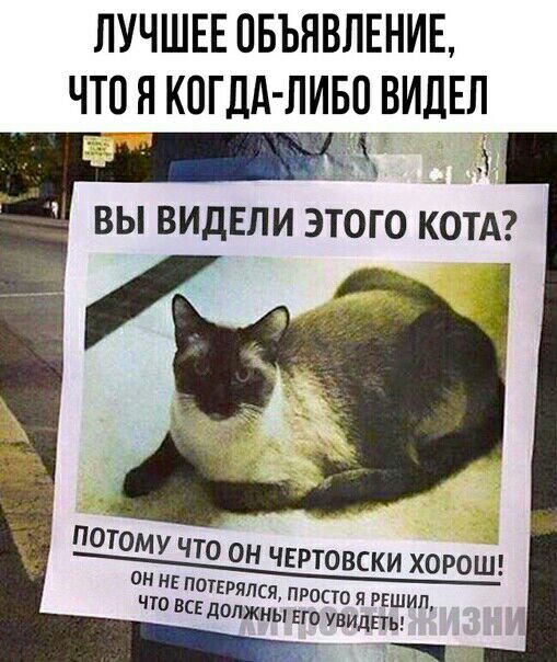 ЛУЧШЕЕ ПБЪНВЛЕНИЕ ЧТО Я КОГДАЛИБП ВИДЕЛ ВЫ ВИДЕЛ ЭТОГО КОТА что вся должньл ЕГО увидпы