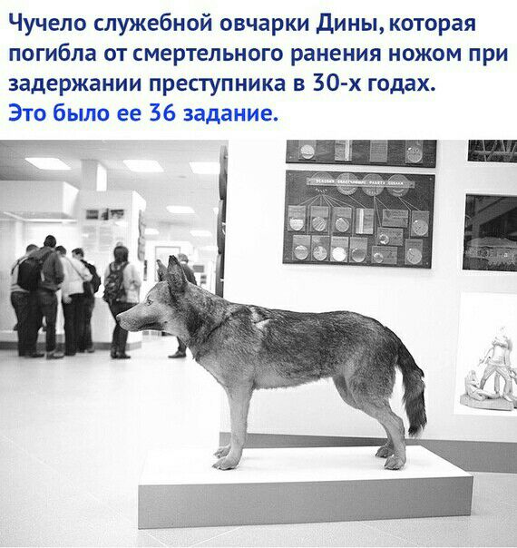Чучело служебной овчарки дины которая погибла от смертельного ранения ножом при задержании преступника в 30 х годах Это было ее 36 задание