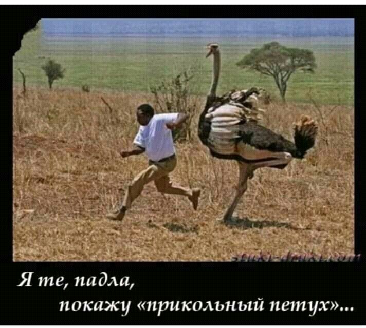 Я те падди покажу прикольный петух