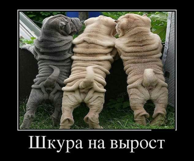 Шкура на вырост