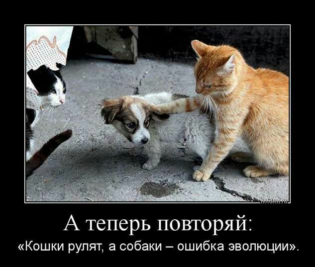 А теперь повторяй ошки рулят а собаки ошибка эволюции