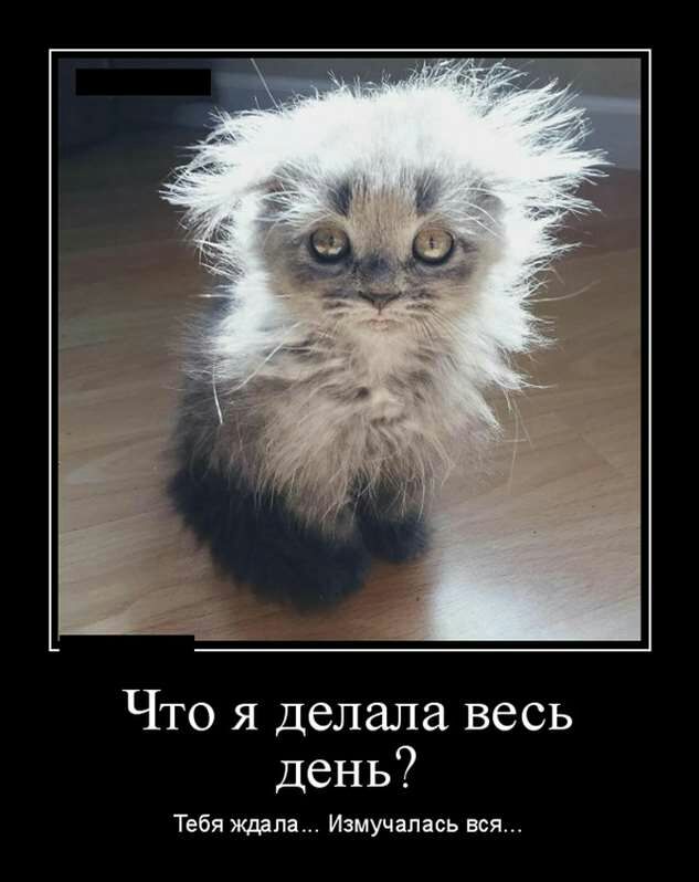 Что я делала весь день Тебя Измучапась вся