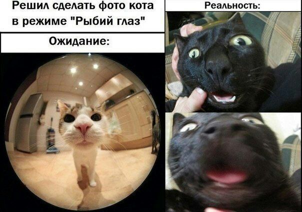 Решм сдеАать фото кота Реаьиость г в Режиме Рыбии гАаз Ж а