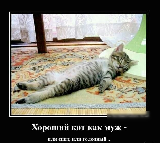 Хороший кот как муж или спит или голодны