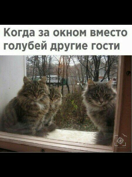 Когда за окном вместо голубей другие гости