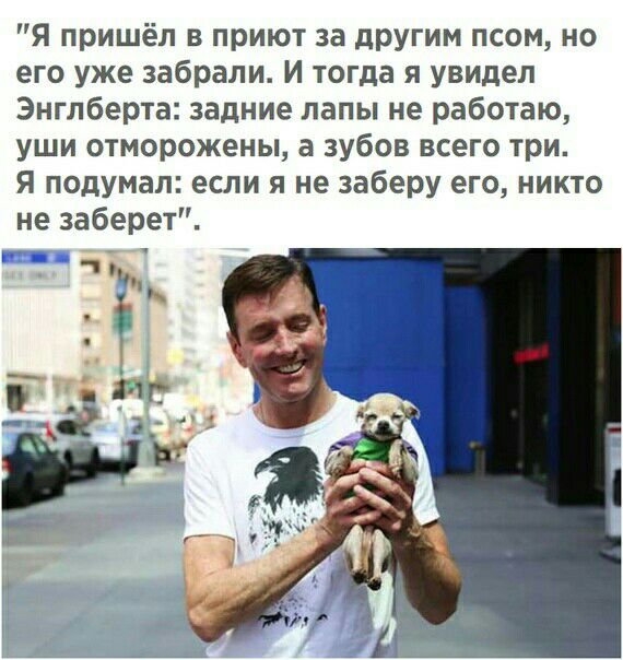 Я пришёл в приют за другим псом но его уже забрали И тогда я увидел Энглберта задние лапы не работаю уши отморожены а зубов всего три Я подумал если я не заберу его никто не заберет
