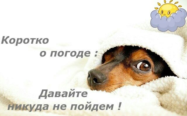 Коротко о погоде Давайте _ Мула не пойдем ч