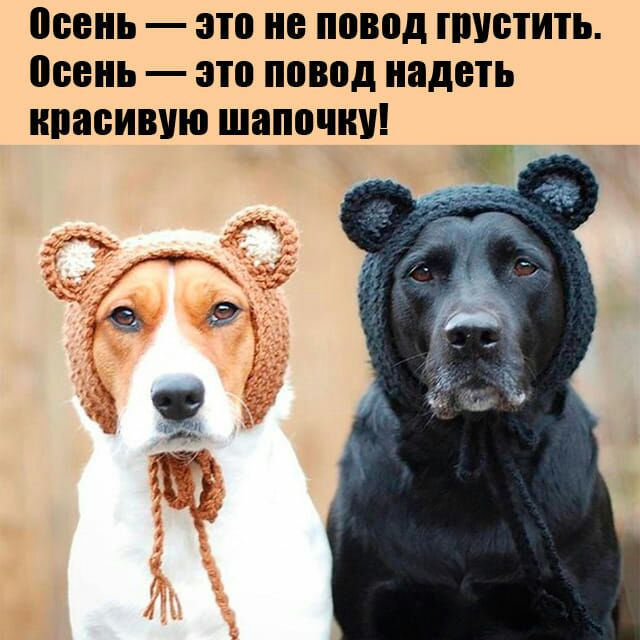 08 310 не повод ШУЩИТЬ 08 310 повод надеть красивую ШЗПШШУ