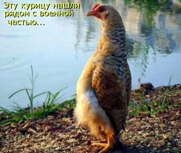Эту курицу нации рядом с нной частью