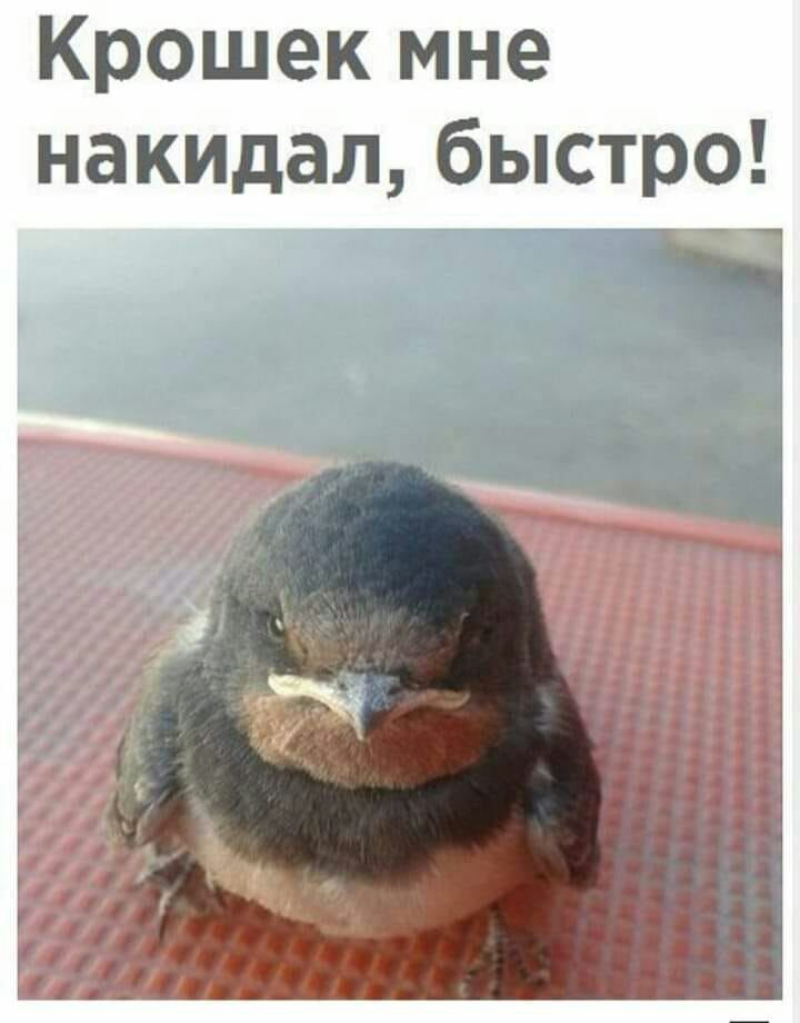 Крошек мне накидал быстро