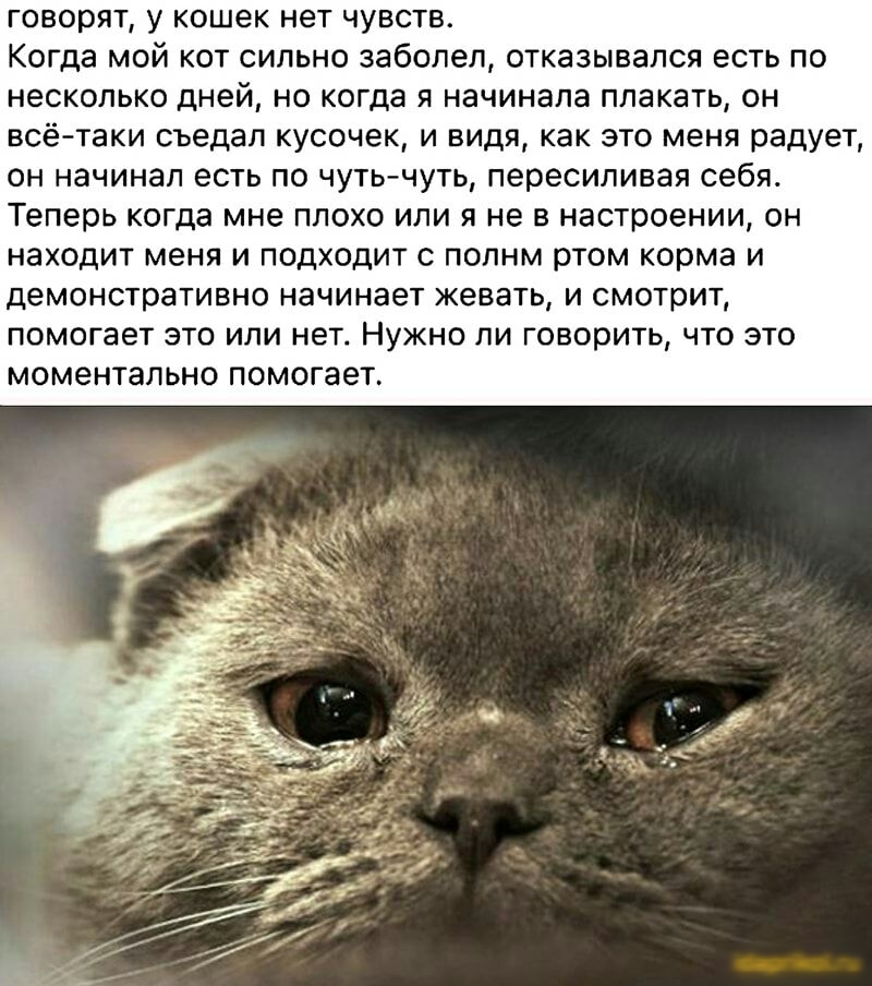 говорят у кошек нет чувств Когда мой кот сильно заболел отказывался есть по несколько дней но когда я начинала плакать он всё таки съедап кусочек и видя как это меня радует он начинал есть по чуть чуть пересиливая себя Теперь когда мне плохо или я не в настроении он находит меня и подходит с полнм ртом корма и демонстративно начинает жевать и смотрит помогает это или нет Нужно ли говорить что это 