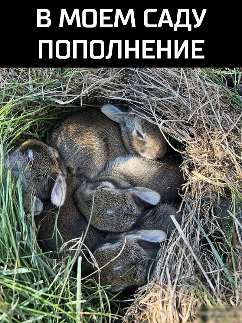 В МОЕМ САДУ