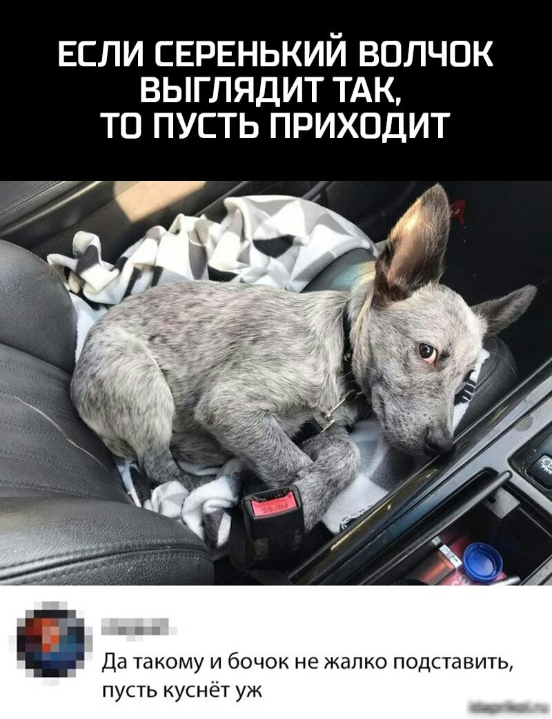 ЕСЛИ СЕРЕНЬКИЙ ВОЛЧОК ВЫГЛЯДИТ ТАК ТО ПУСТЬ ПРИХОДИТ в Да такому и бочок не жалко подставить пусть куснёт уж