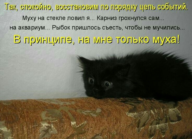 Т ет спокойно зооогынооиы по порядку Цепь событий Муху на стекле повип я Карниз грсхнупся сам на аквариум Рыбок пришлось съесть чтобы не мучились В принципе на мне только муха