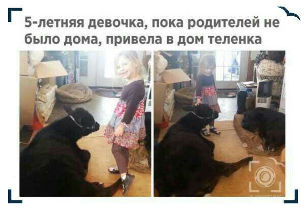 г5летняя девочка пока родителей не было дома привела В дОМ теленка