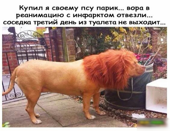 Купил я своему псу парик вор в реанимацию с инфарктом отвезли соседка третий день из туалета не выходит