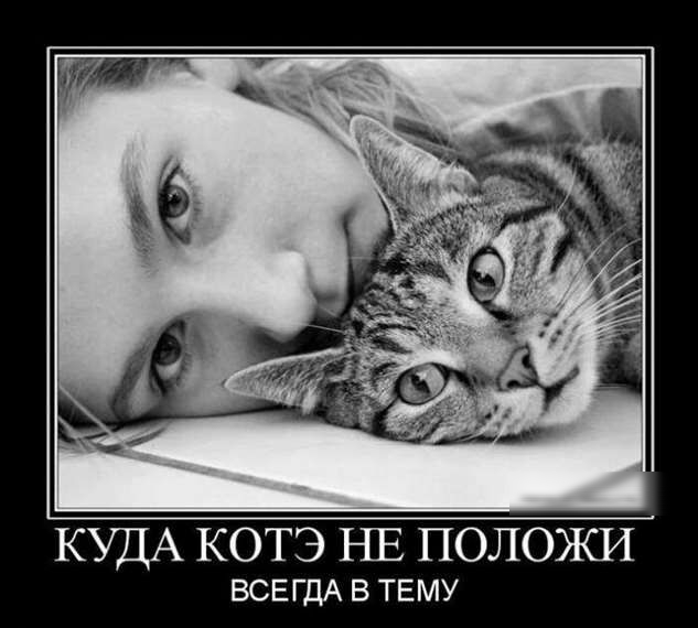КУДА КОТЭ НЕ ПОЛОЖИ ВСЕГДА в ТЕМУ